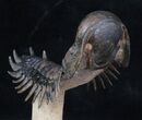 Flying Crotalocephalina Trilobite - Huge Specimen! #39149-3